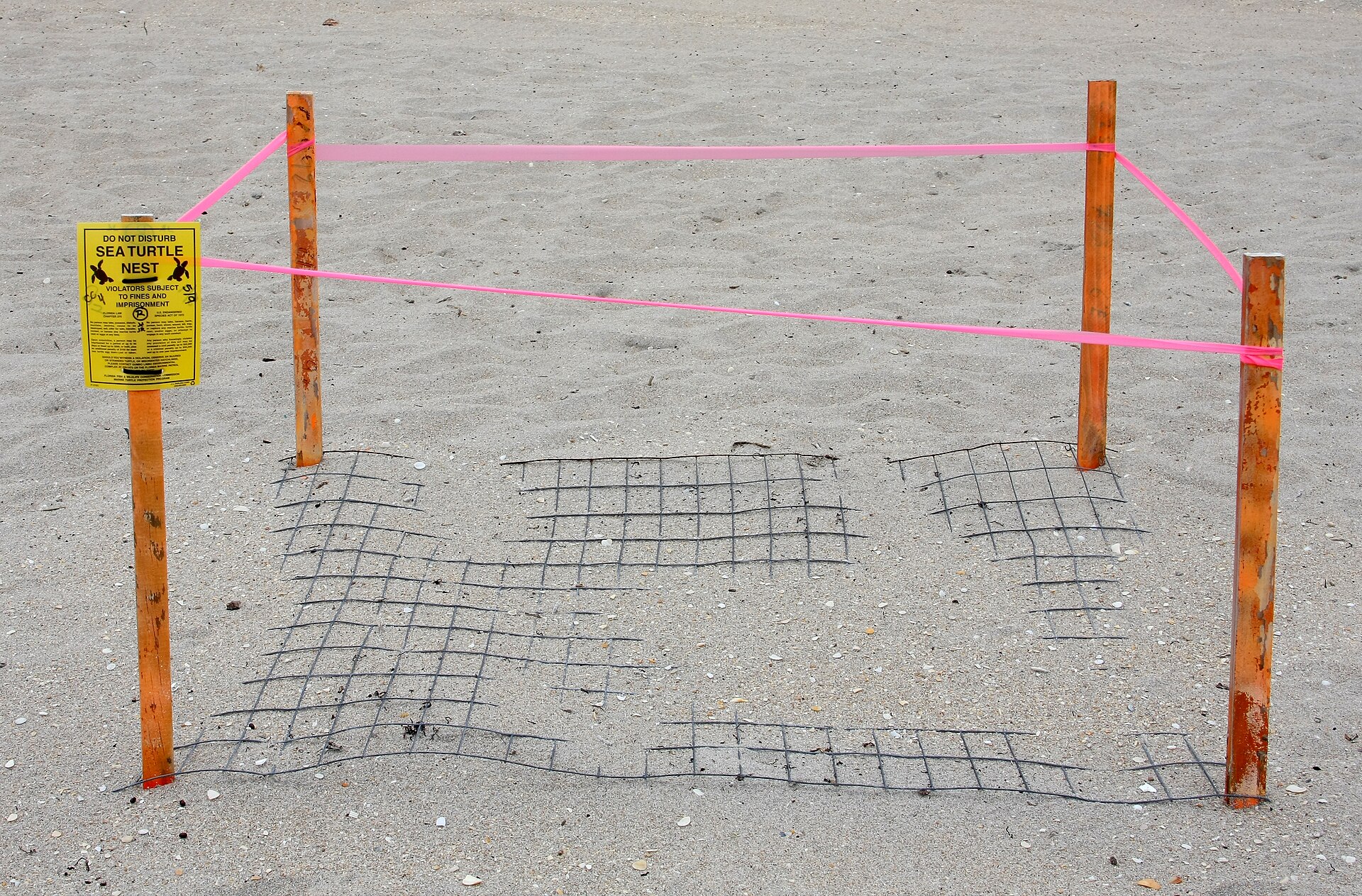 A marked sea-turtle nest on a Florida beach, with protective signage and stakes.